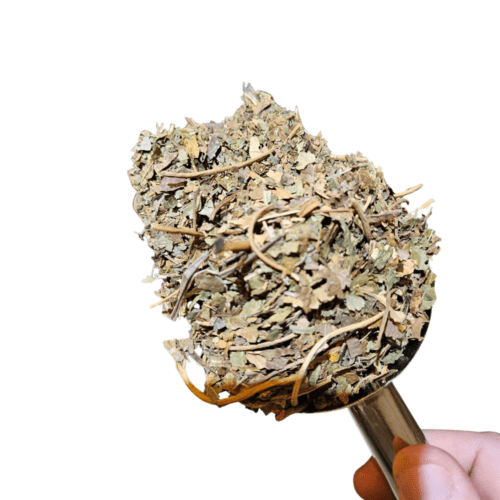 HOJAS DE MORA 100GR HIERBA